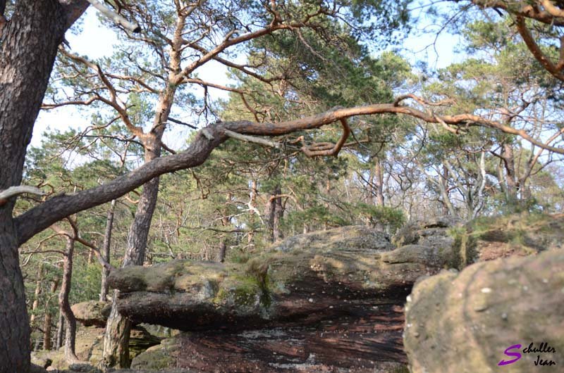 DSC_0186 copie